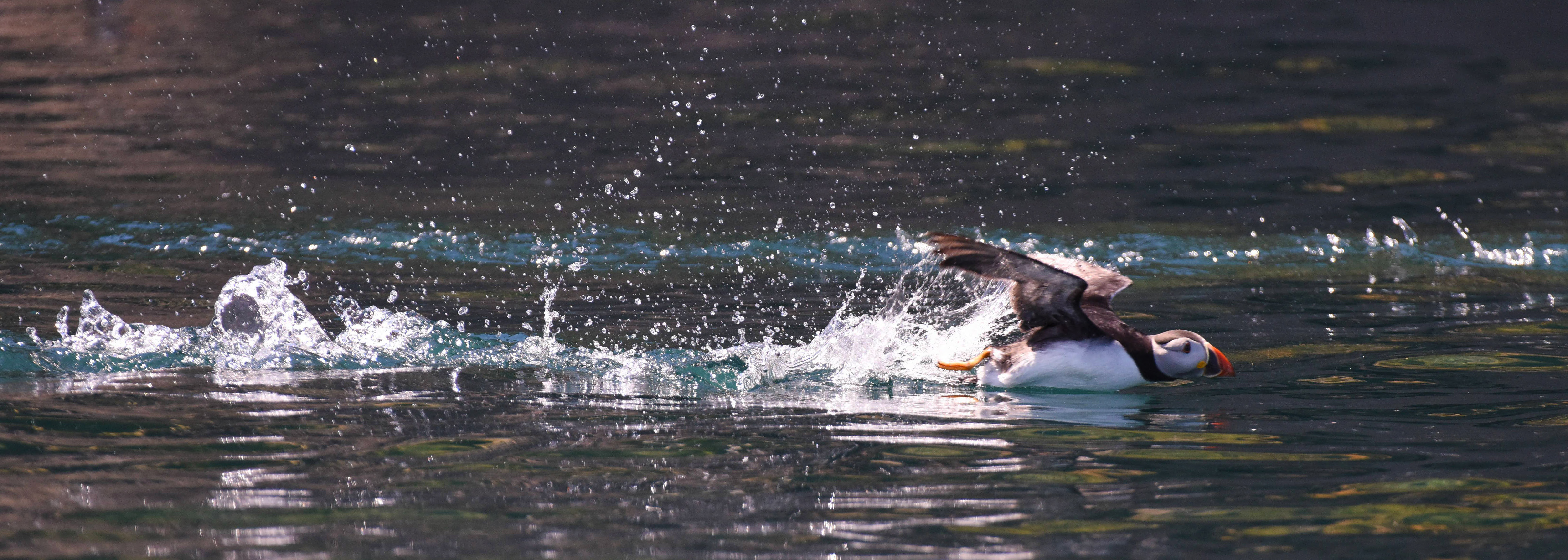 Puffin takeoof crop 1 Puffin takeoof crop 1